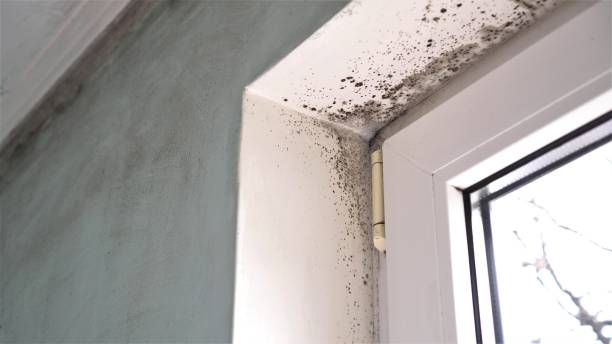 Best DIY Mold Remediation Support Services in Superior, WI