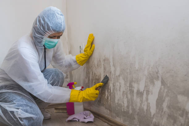 Best Basement Mold Remediation in Superior, WI