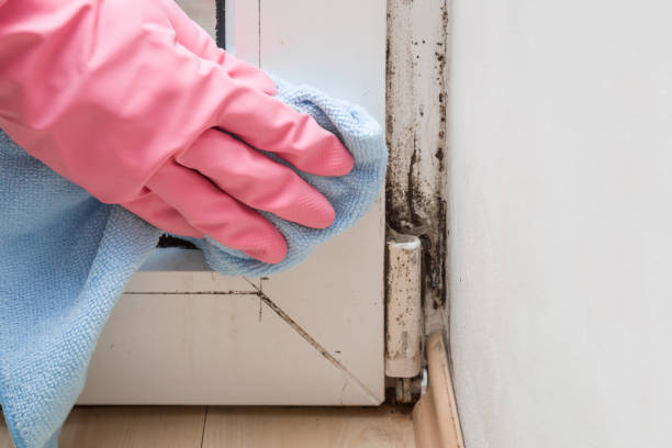 Best Commercial Mold Remediation in Superior, WI